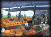 Pumpkins at Live Oak Canyon